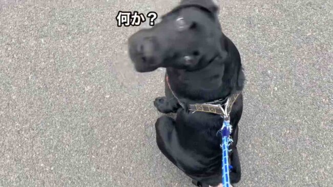 ラブラドールレトリーバー,動画