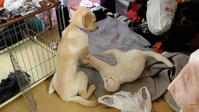 ラブラドールレトリーバー,動画