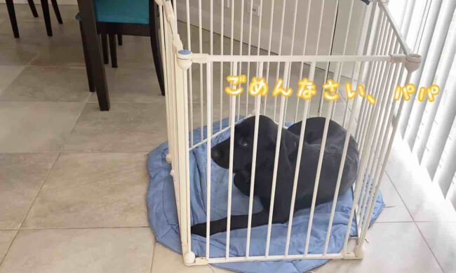 ラブラドールレトリーバー,動画