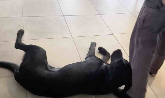 ラブラドールレトリーバー,動画