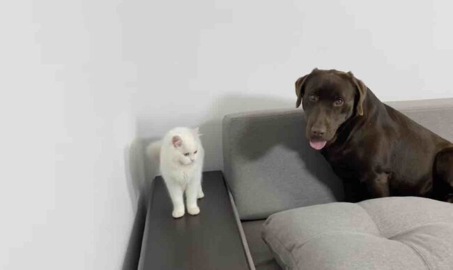 ラブラドールレトリーバー,動画