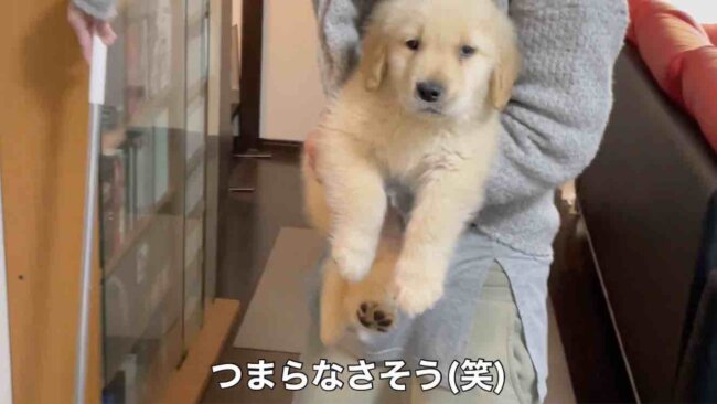 ゴールデンレトリーバー,動画