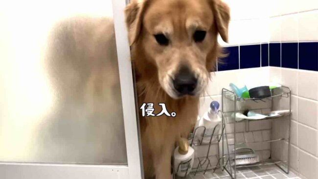 ゴールデンレトリーバー,動画