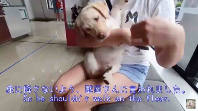 ラブラドールレトリーバー,動画