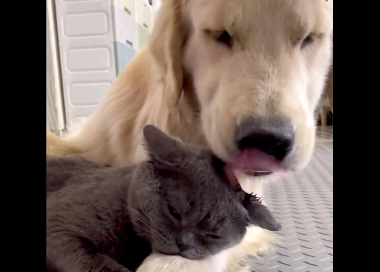 ゴールデンレトリーバー,動画