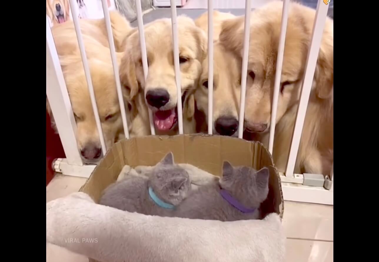 ゴールデンレトリーバー,動画