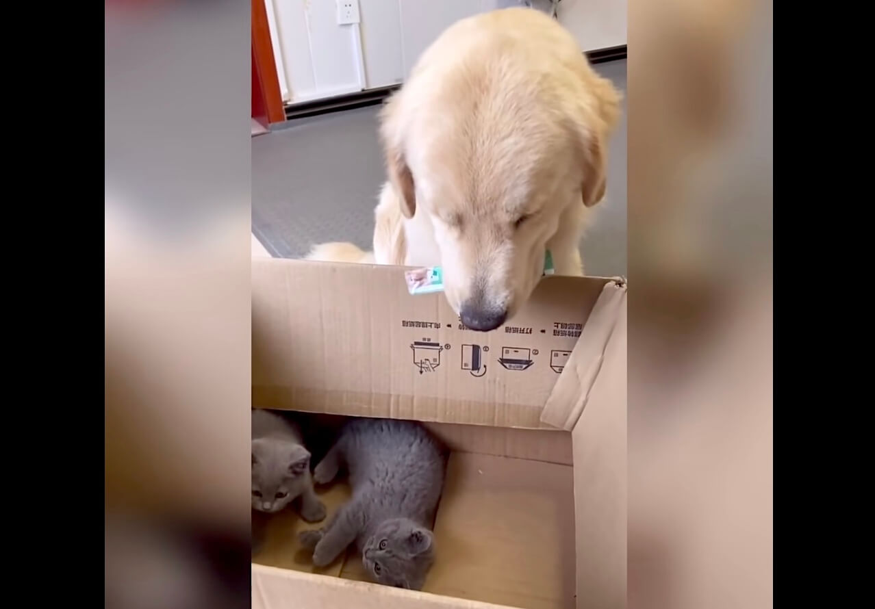 ゴールデンレトリーバー,動画