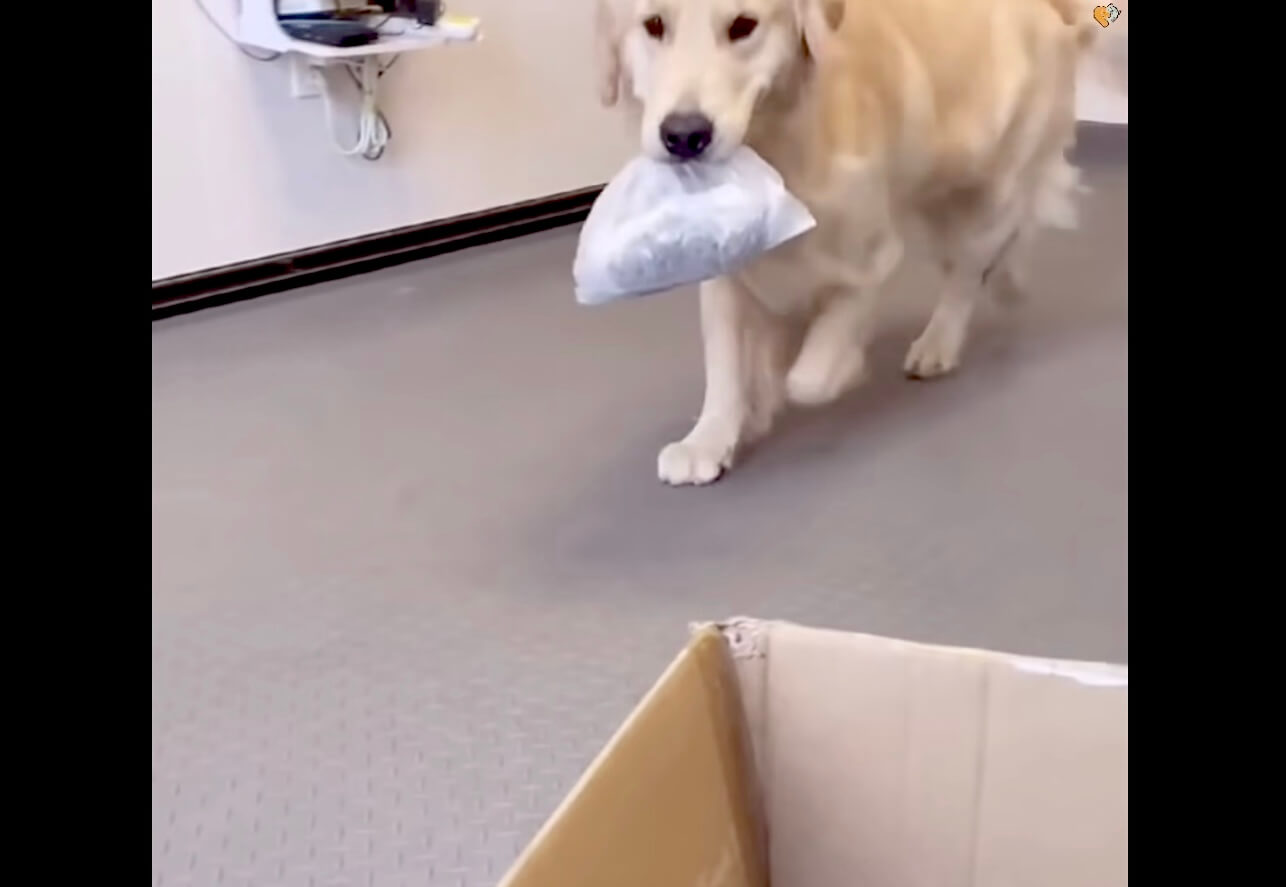 ゴールデンレトリーバー,動画