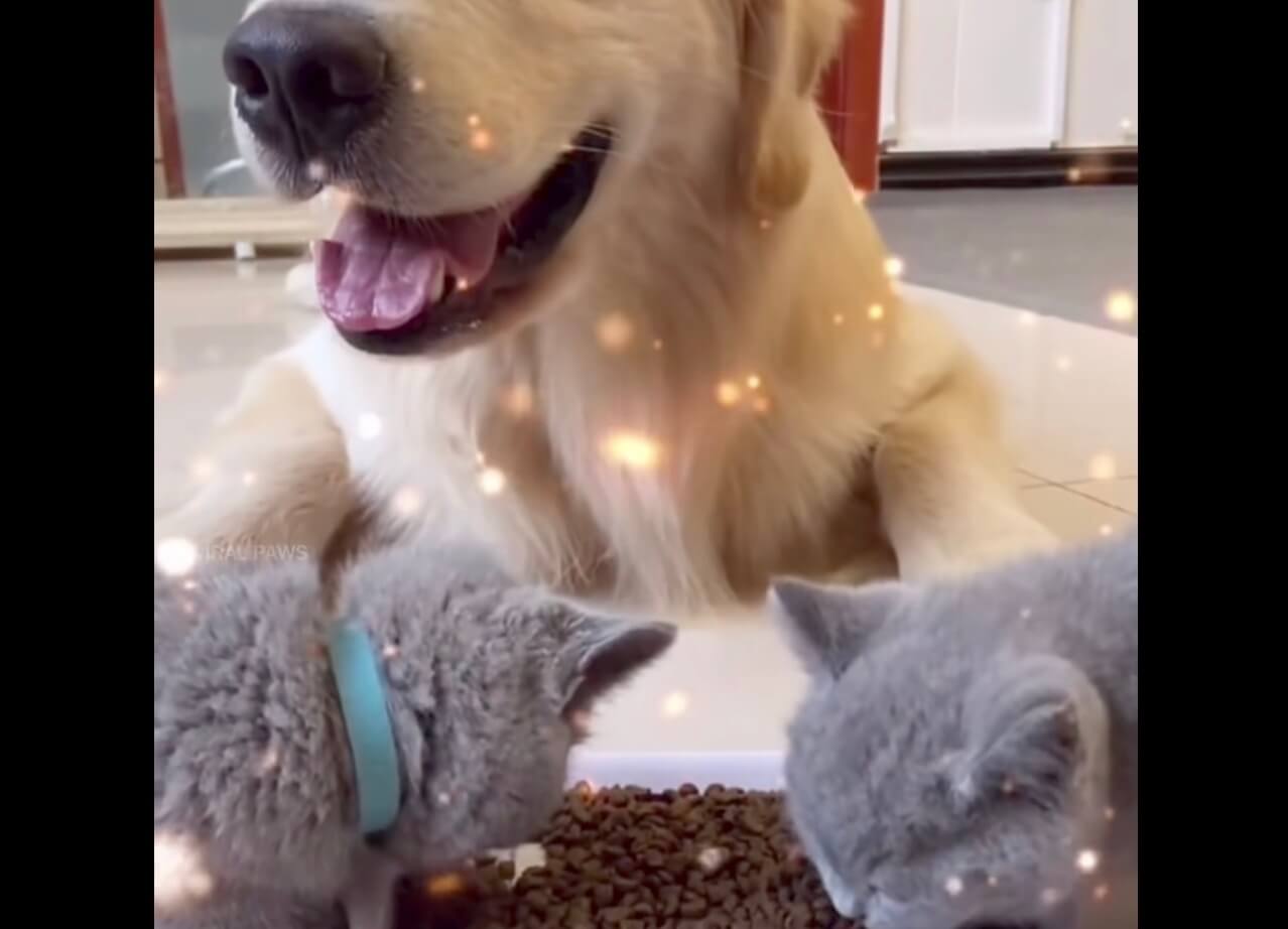 ゴールデンレトリーバー,動画