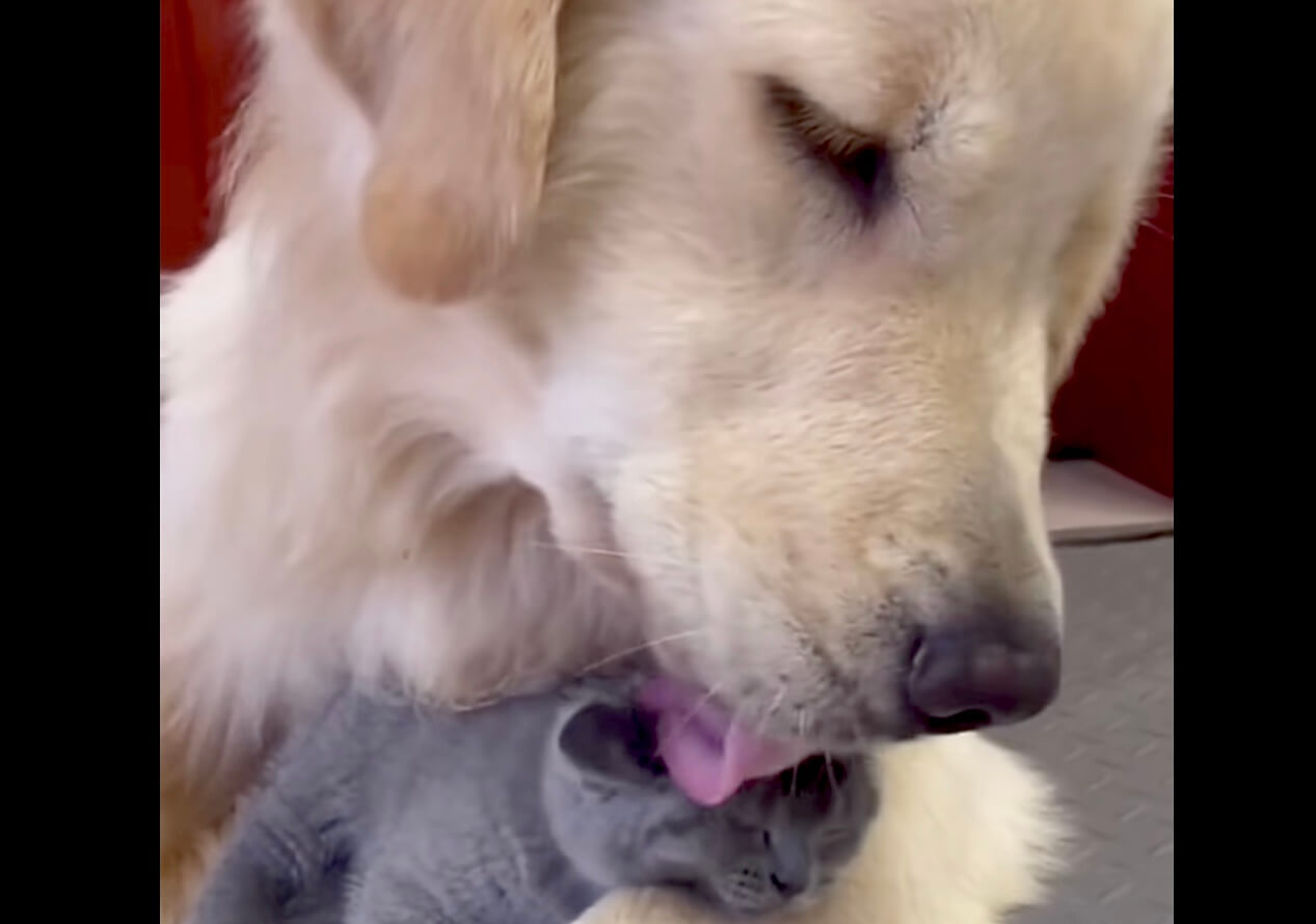 ゴールデンレトリーバー,動画