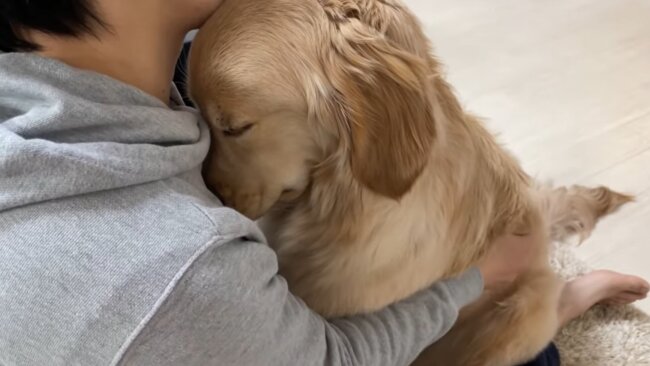 ゴールデンレトリーバー,動画