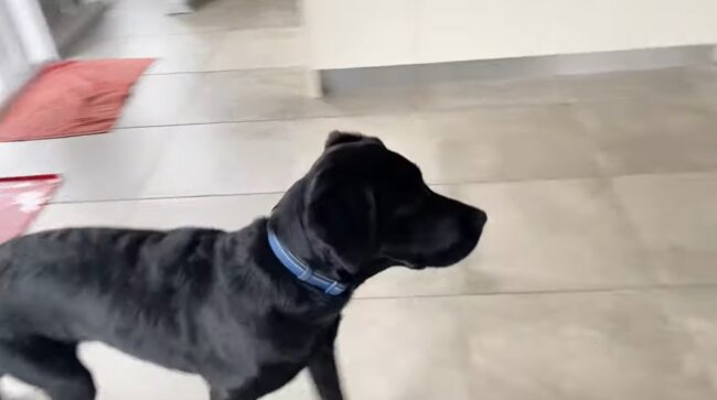 ラブラドールレトリーバー,動画