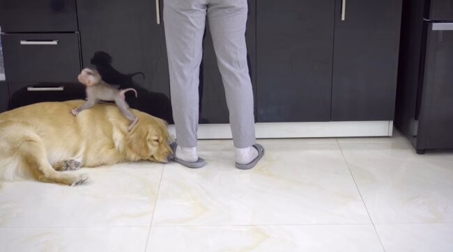 ゴールデンレトリーバー,動画