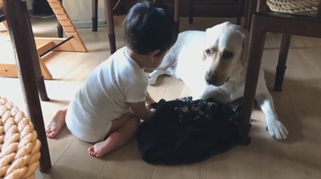 ラブラドールレトリーバー,動画