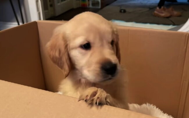 ゴールデンレトリーバー,動画