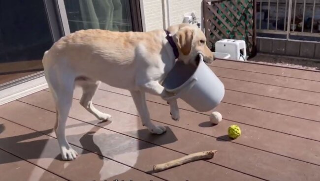 ラブラドールレトリーバー,動画