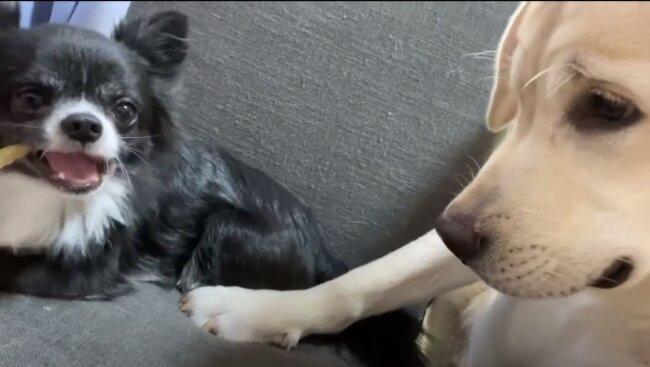 ラブラドールレトリーバー,動画