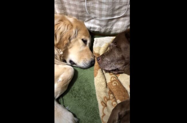 ゴールデンレトリーバー,動画