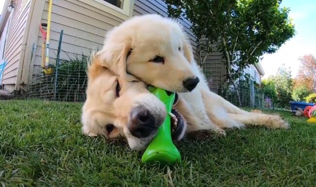 ゴールデンレトリーバー,動画