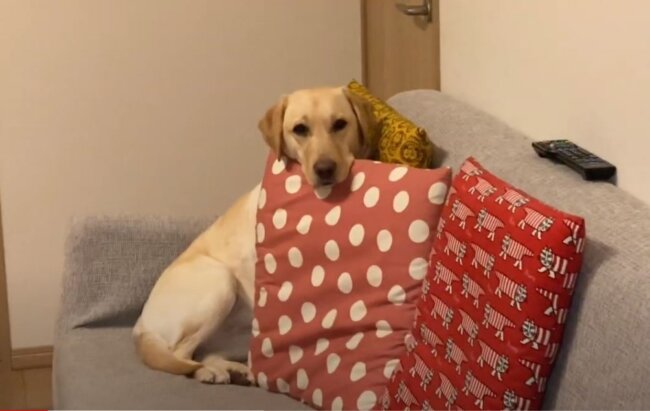 ラブラドールレトリーバー,動画