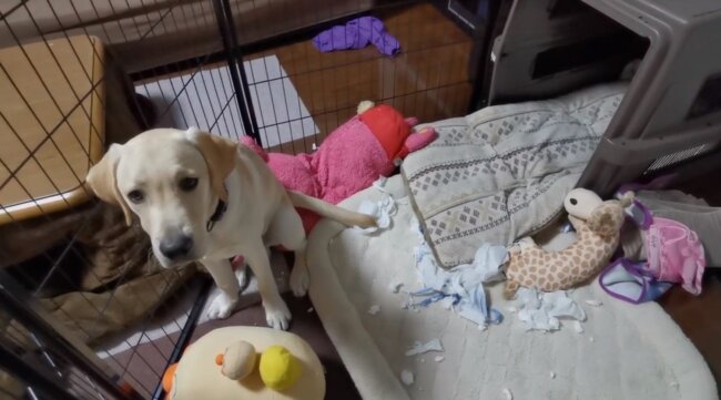 ラブラドールレトリーバー,動画