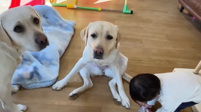 ラブラドールレトリーバー,動画
