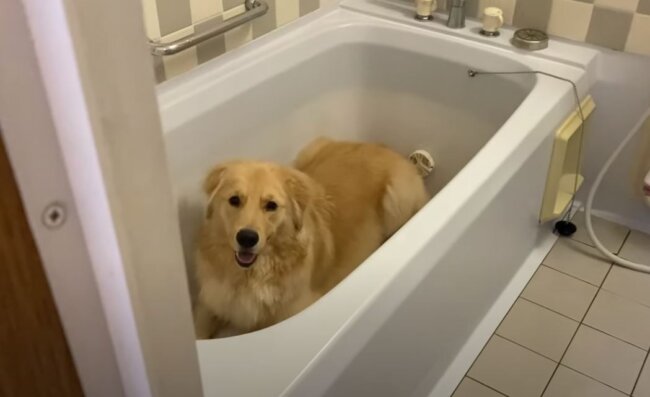 ゴールデンレトリーバー,動画