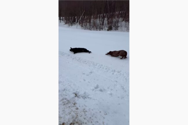 ラブラドールレトリーバー,動画