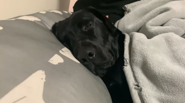 ラブラドールレトリーバー,動画