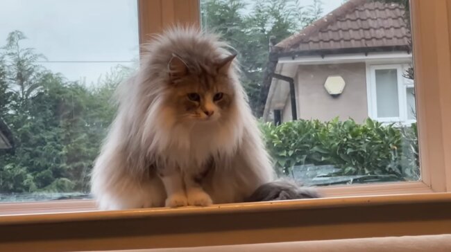 ゴールデンレトリーバー,動画