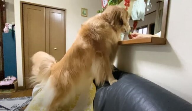 ゴールデンレトリーバー,動画