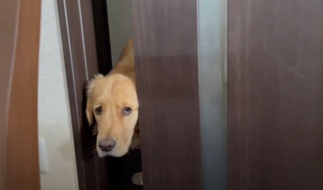 ゴールデンレトリーバー,動画