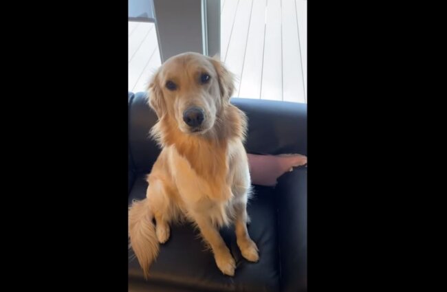 ゴールデンレトリーバー,動画