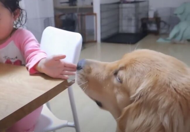 ゴールデンレトリーバー,動画