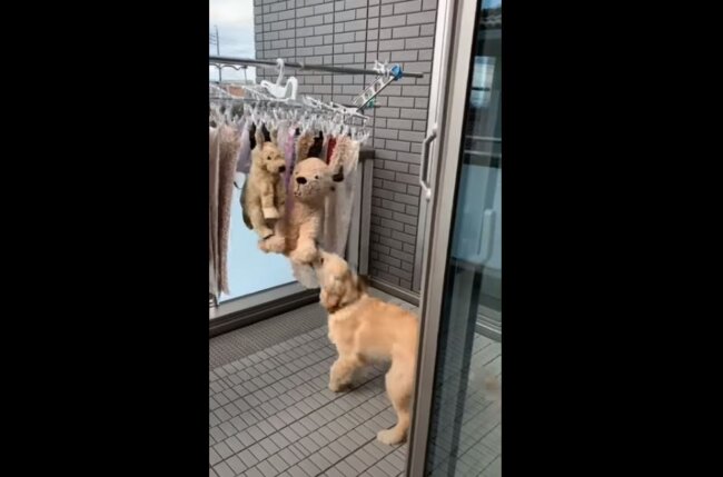 ゴールデンレトリーバー,動画