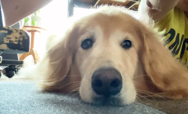 ゴールデンレトリーバー,動画