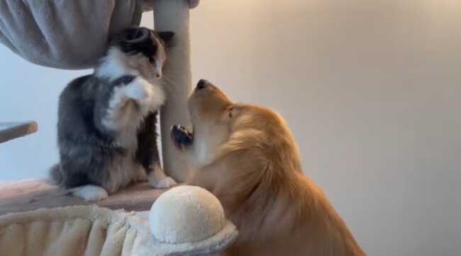 ゴールデンレトリーバー,動画