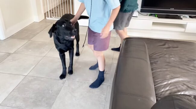 ラブラドールレトリーバー,動画