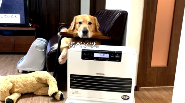 ゴールデンレトリーバー,動画