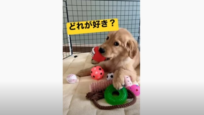 ゴールデンレトリーバー,動画