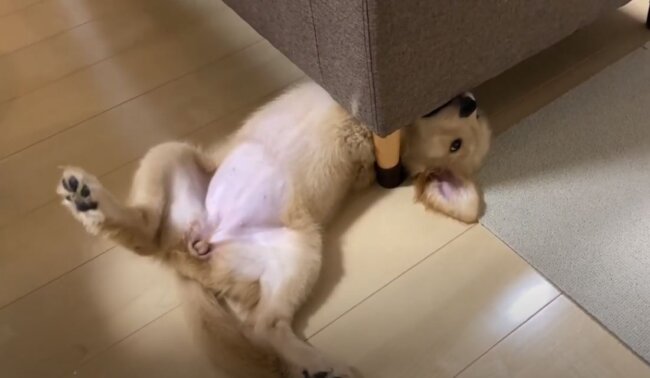 ゴールデンレトリーバー,動画