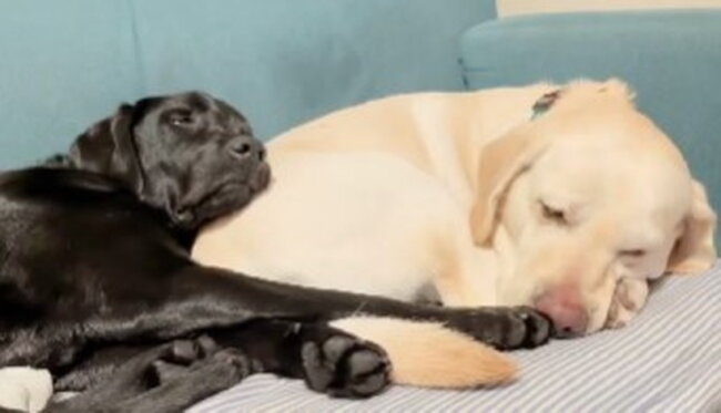 ラブラドールレトリーバー,動画