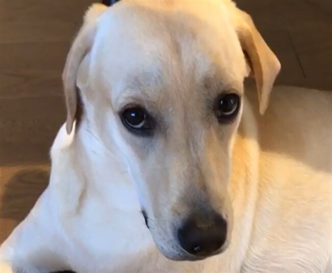 ラブラドールレトリーバー,動画