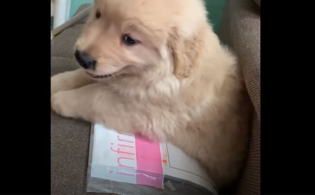 ゴールデンレトリーバー,動画