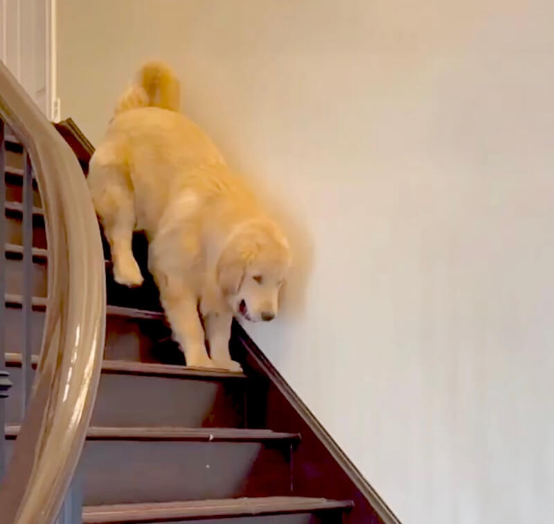 ゴールデンレトリーバー,動画