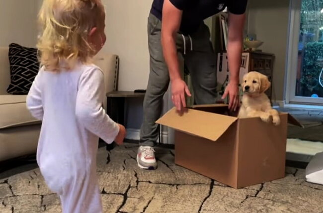 ゴールデンレトリーバー,動画