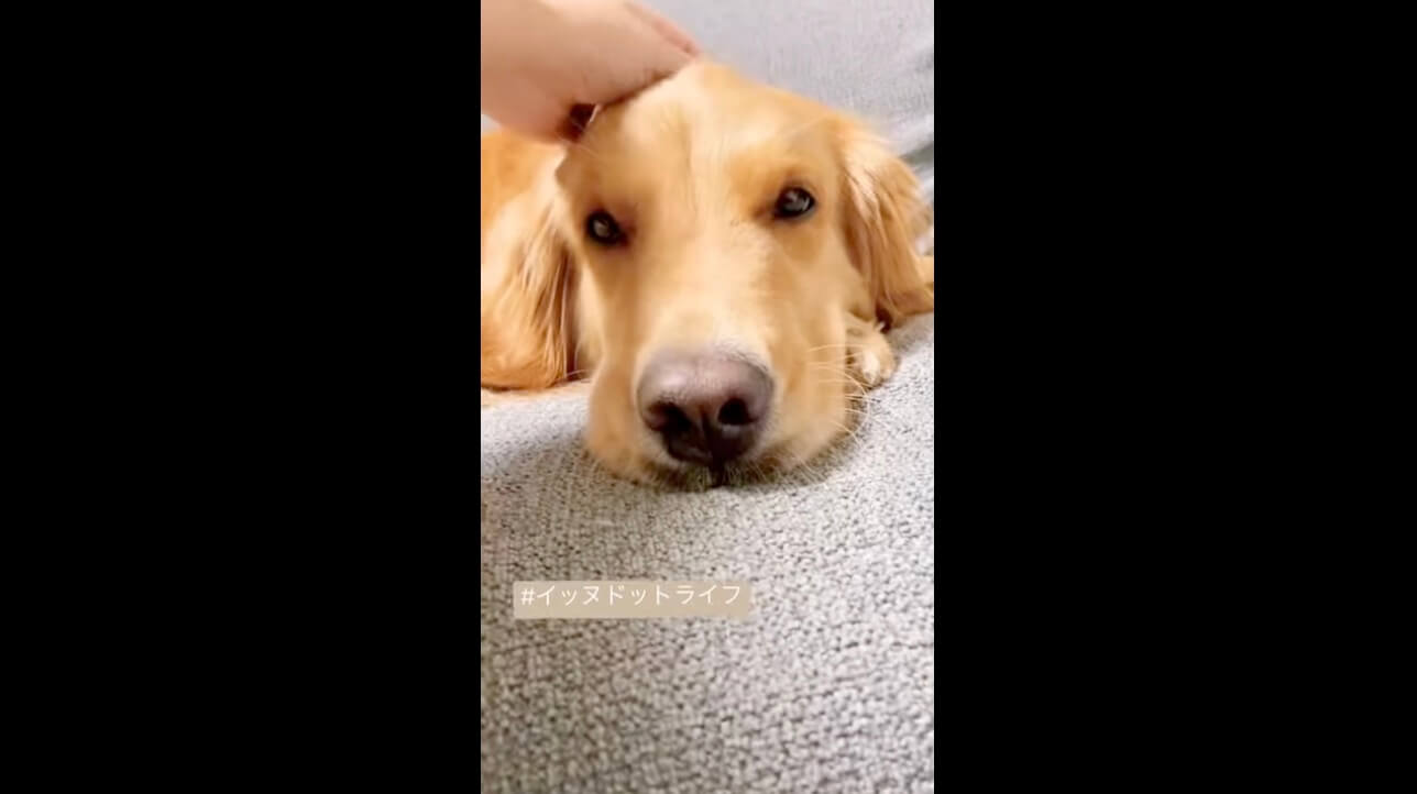 ゴールデン,イッヌドットライフ,動画