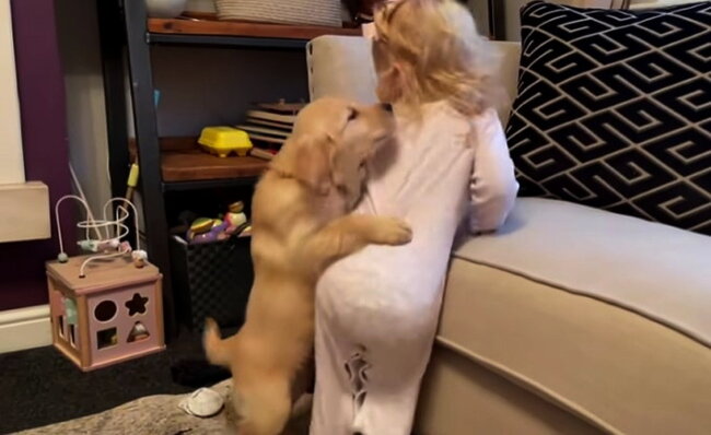 ゴールデンレトリーバー,動画