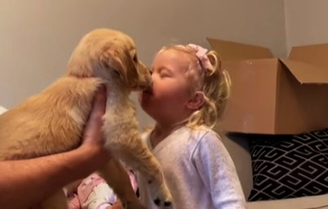 ゴールデンレトリーバー,動画