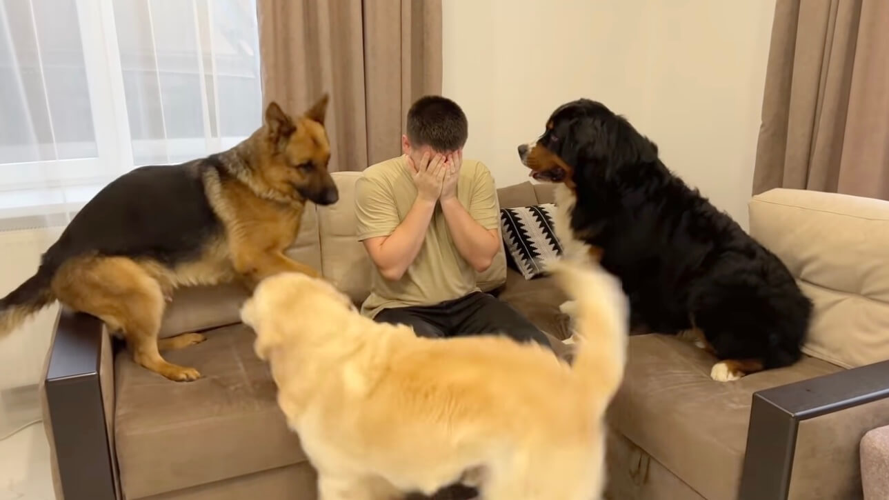 ゴールデンレトリーバー,動画